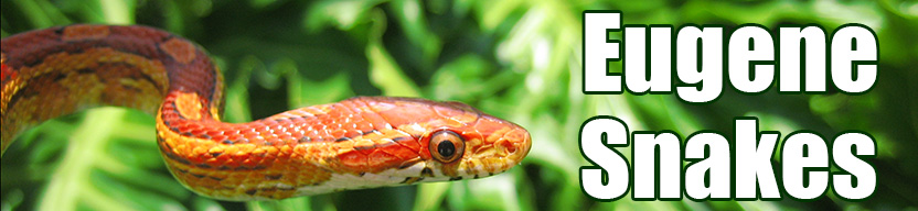 Eugene snake